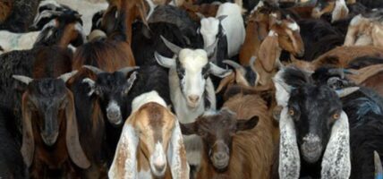 खसीबोका र च्याङग्राको मूल्य फेरि घट्यो