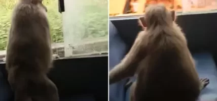 बस चढेर ३० किलोमिटरसम्म बाँदर सरर…