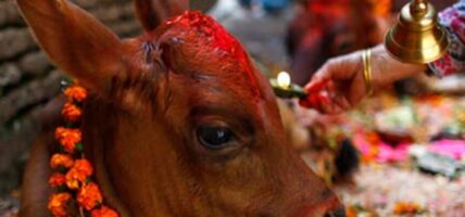 तिहारको तेस्रो दिन आज गाई तिहार मनाइँदै