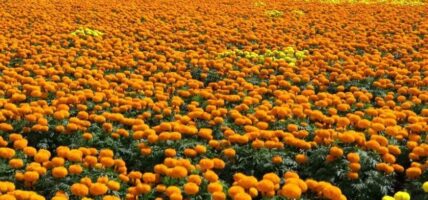 फूलमाला आयात रोक्दै सरकार , स्थानीय उत्पादनलाई प्राथमिकता