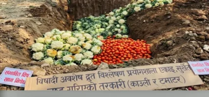तरकारीमा अत्यधिक बिषादी भेटिएपछि कडाई
