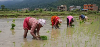 वर्षा कम हुँदा धान रोपाइँ सुस्त, देशभर ११.३३ प्रतिशत मात्रै रोपाइँ सम्पन्न