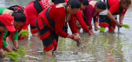 खुमलटारमा धान दिवस तथा रोपाइँ महोत्सव (तस्विरहरु)