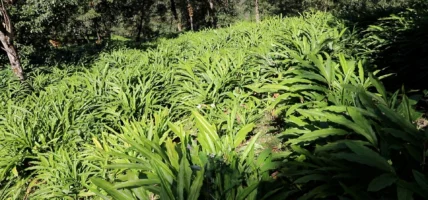 नयाँ अलैँचीले बजार पाएसंगै किसान उत्साहित