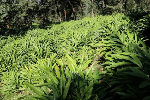 नयाँ अलैँचीले बजार पाएसंगै किसान उत्साहित
