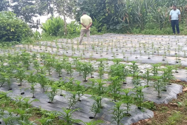 व्यावसायिक कृषि र पशुपालनतर्फ चिसापानीका युवाहरू 